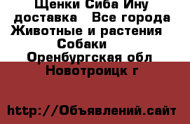 Щенки Сиба Ину доставка - Все города Животные и растения » Собаки   . Оренбургская обл.,Новотроицк г.